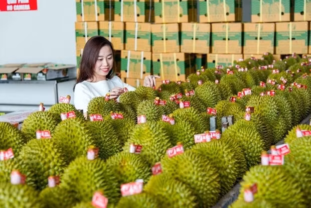 Le durian du Vietnam s'exporte bien en Chine. Photo : NDEL.