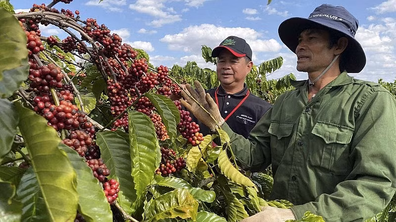 Le café est l’un des principaux produits agricoles du Vietnam, cultivé principalement dans les Hauts Plateaux du Centre. Photo : congthuong.com.vn