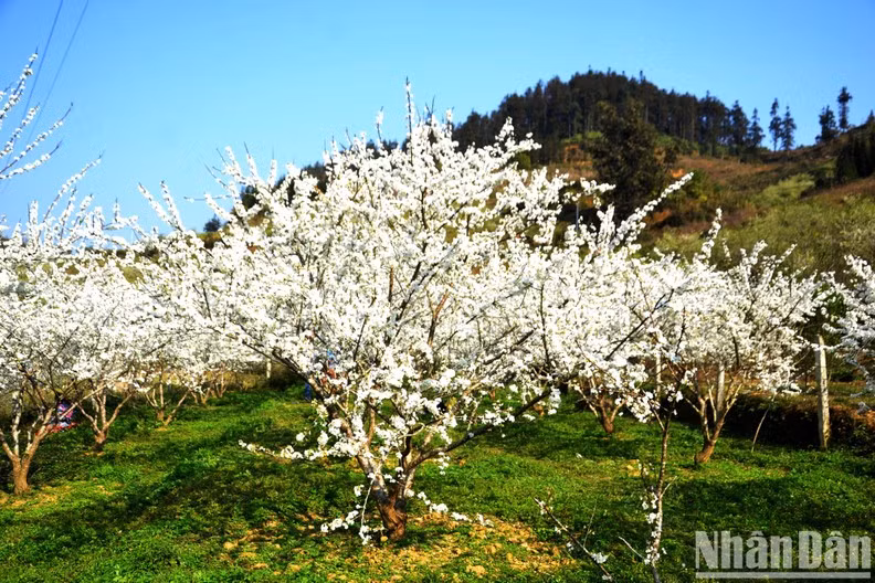 Les fleurs s’épanouissent à travers les collines et les vallées, faisant du plateau un paysage féérique.