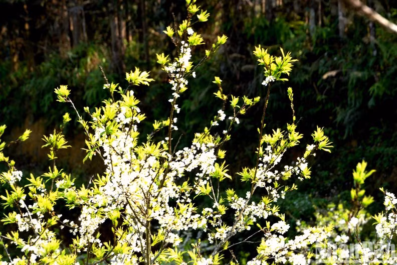 Les fleurs de prunier fleurissent chaque printemps.