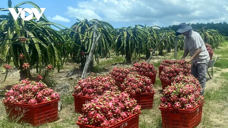 Les produits qui font la force du Vietnam bénéficieront de tarifs préférentiels lors de l’adhésion du Royaume-Uni au CPTPP. Photo : VOV.