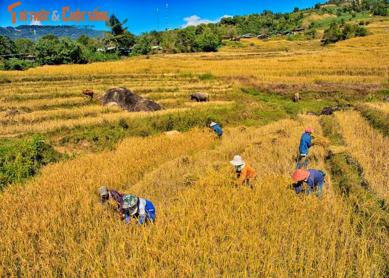 La récolte du riz.
