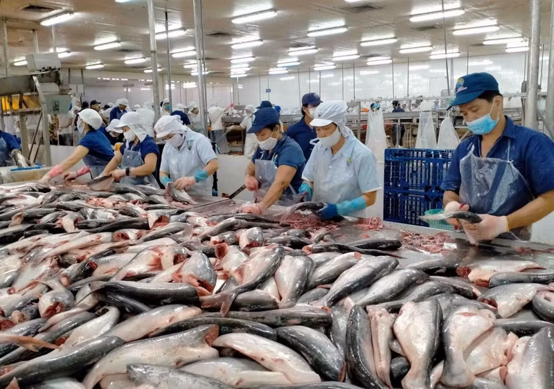 Les États-Unis constituent un marché important et consomment beaucoup de pangasius vietnamiens. Photo : congthuong.vn