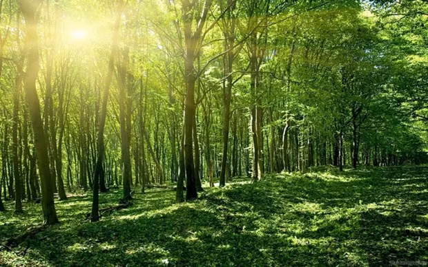 D’ici 2025, le Plan vise à gérer strictement les forêts naturelles existantes, à limiter progressivement la dégradation des forêts et des sols... Photo : chinhphu.vn