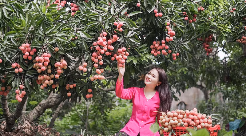 Outre la visite de vergers chargés de litchis, les touristes auront la chance de goûter aux spécialités de Luc Ngan. Photo : baobacgiang.vn
