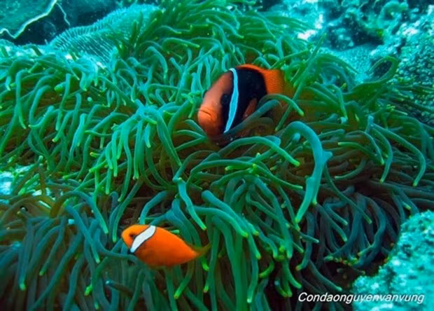 Récif corallien au Parc national de Côn Dao, province de Bà Ria-Vung Tàu. Photo : VNA.