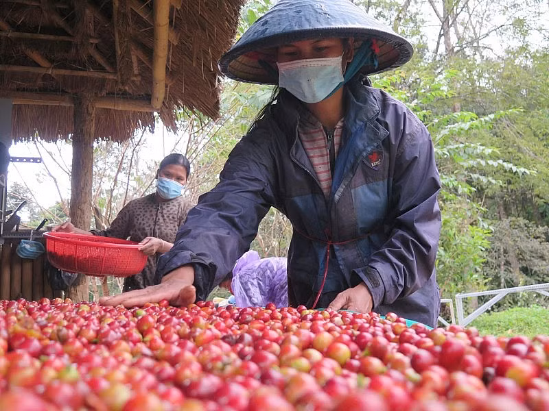 Au cours des 9 premiers mois de 2023, les exportations de café du Vietnam ont atteint 1,25 million de tonnes. Photo : congthuong.vn
