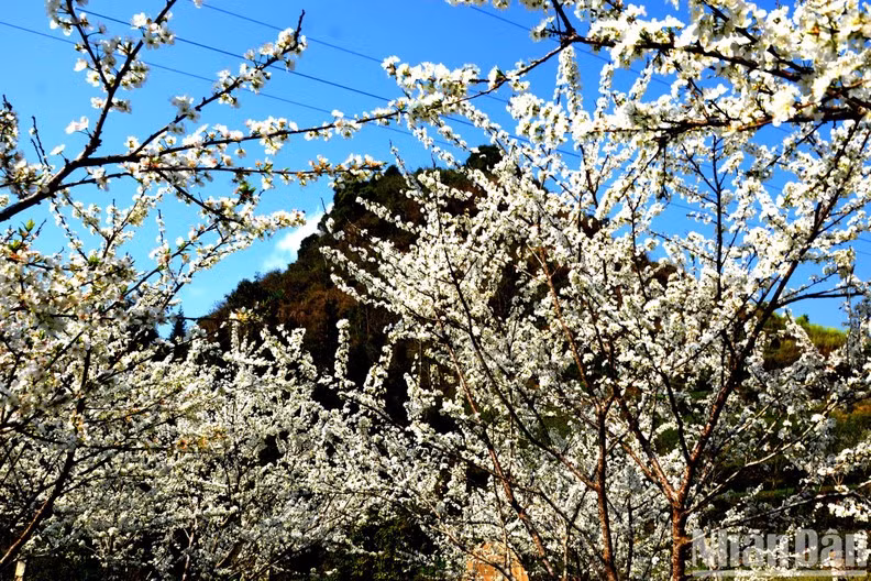 Les visiteurs sont fascinés par le blanc immaculé des fleurs de prunier du plateau de Bac Hà.