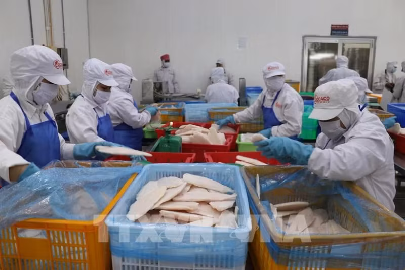 Des ouvriers de l'usine GODACO dans le Parc industriel de My Tho traitent de pangasius à l'export. Photo : VNA.