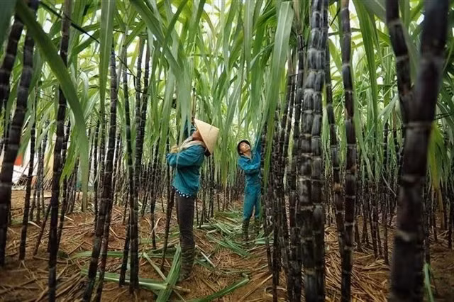 Des agriculteurs récoltent la canne à sucre dans la province de Hoa Binh. Photo : VNA/VNS.