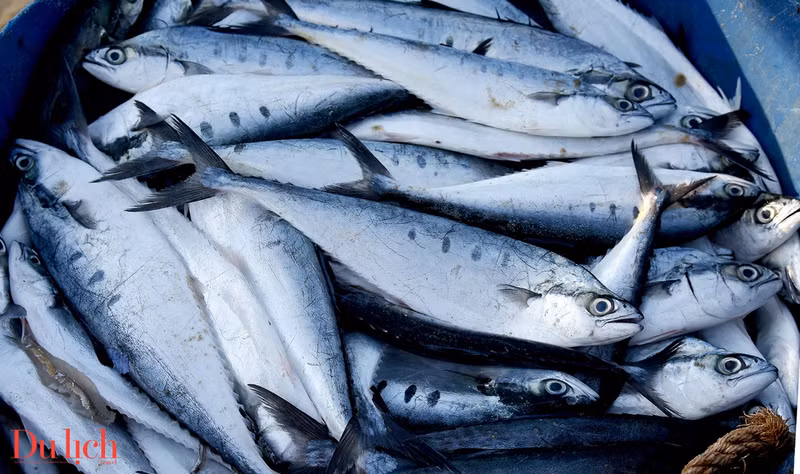 Le marché aux poissons de Tam Tien à Quang Nam ảnh 6