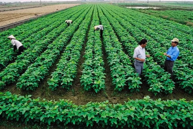 Le développement agricole durable ne peut se passer du rôle des coopératives. Photo : vneconomy.vn