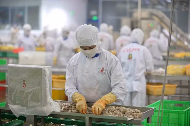 La reconnaissance officielle par les États-Unis de l'équivalence du système de contrôle de la sécurité alimentaire du poisson-chat du Vietnam exporté vers les États-Unis facilite l'accès et l'expansion du marché pour le pangasius vietnamien. (Photo: VNA)