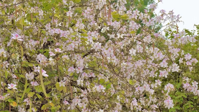 Bien qu’à la fin de sa saison, la floraison des arbres de Ban continue d’attirer de nombreux habitants et touristes à Hanoï, venus immortaliser ces instants magiques. 