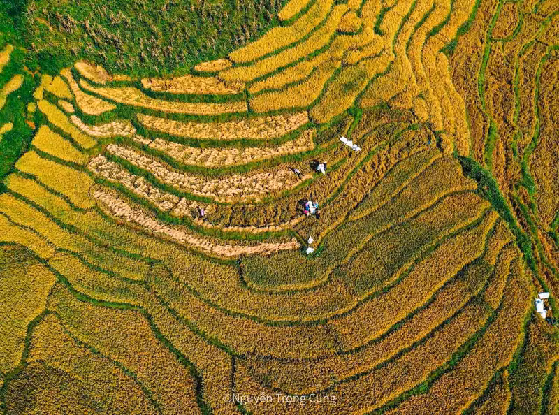 Les habitants locaux récoltent le riz le matin quand il fait frais et brûlent la paille l’après-midi pour préparer les champs pour la récolte de l’année suivante.