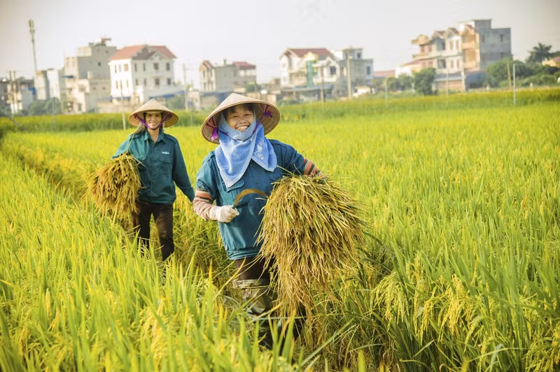 En 2023, la quantité de riz vietnamien exportée vers ce marché a atteint 3,1 millions de tonnes, représentant près de 87 % des importations totales de riz des Philippines. Photo : congthuong.vn En 2023, la quantité de riz vietnamien exportée vers ce marché a atteint 3,1 millions de tonnes, représentant près de 87 % des importations totales de riz des Philippines. Photo : congthuong.vn