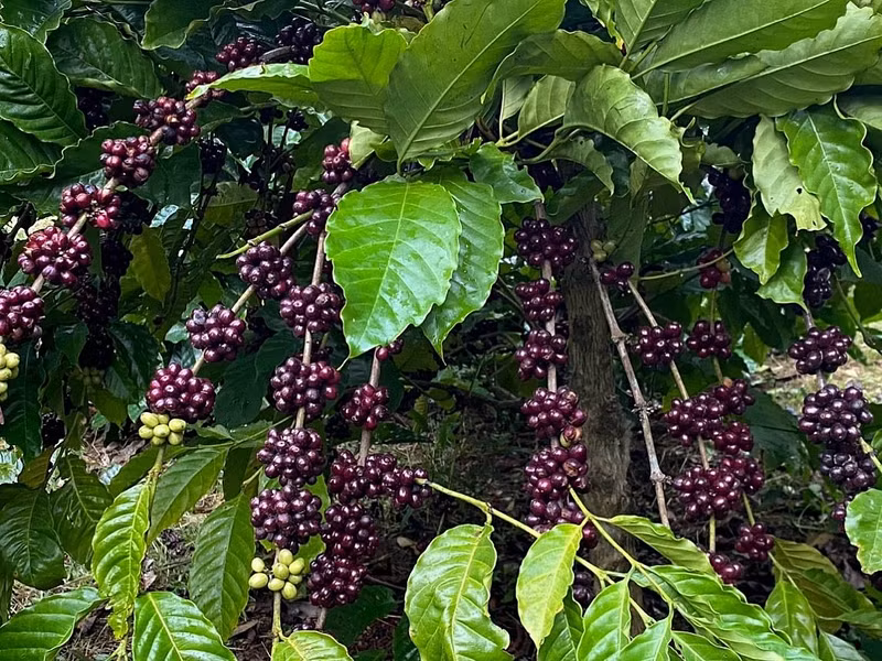 Au cours des deux premiers mois de 2024, le Vietnam a exporté 394 167 tonnes de café. Photo : congthuong.vn