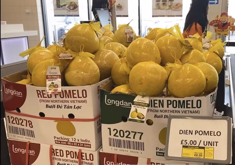Des pamplemousses du Vietnam sont disponibles dans les rayons des supermarchés britanniques. Photo : VNA Des pamplemousses du Vietnam sont disponibles dans les rayons des supermarchés britanniques. Photo : VNA