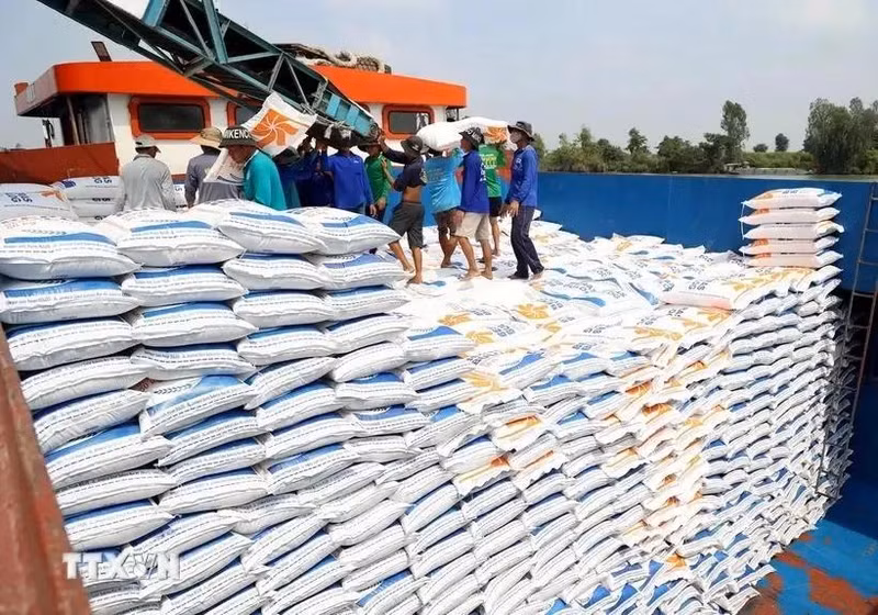 Le riz est le produit qui représente la plus grande part dans la structure des exportations vietnamiennes vers Cuba. Photo: VNA