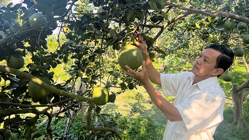 Dans le jardin de pamplemousses à peau verte de Vuong Thanh Cong. Photo : NDEL.