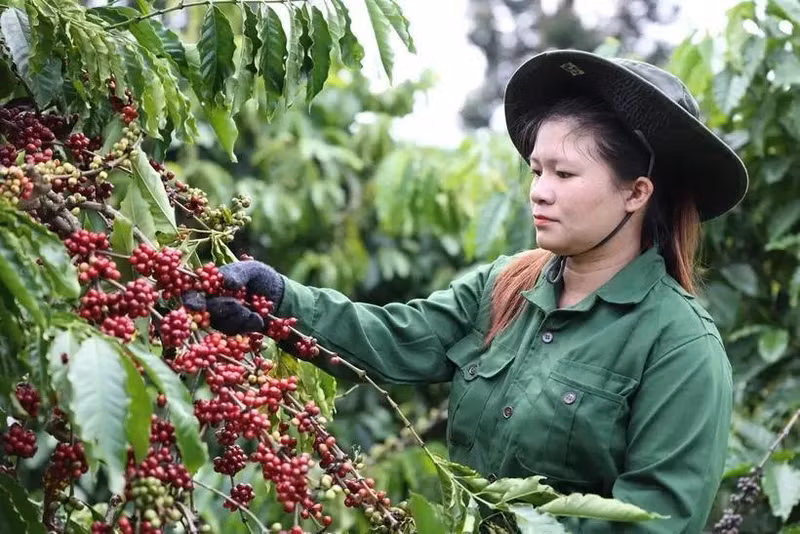 Au cours des quatre premiers mois de l'année, les exportations de café du Vietnam vers le marché espagnol ont atteint environ 55.380 tonnes pour une valeur de 193,1 millions de dollars. Photo : VNA.