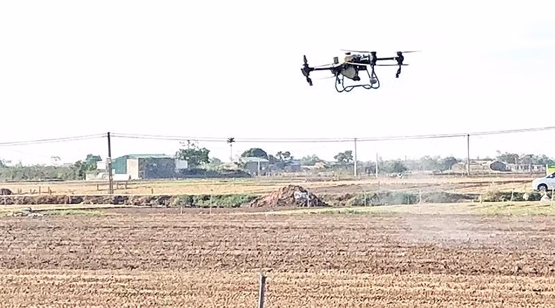 Utilisation d'une véhicule aérien sans pilote (drone) pour pulvériser des pesticides dans la production agricole à Hai Duong. Photo : NDEL.