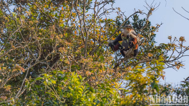 À cette époque, les doucs recherchent souvent des arbres près de la zone routière sur la péninsule de Son Tra. Il suffit d’y prêter attention et les visiteurs pourront facilement les voir.