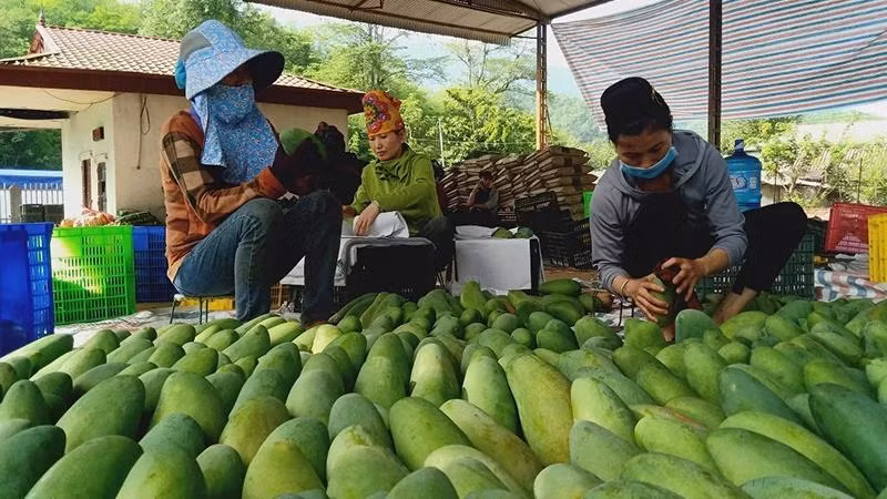 Outre les produits à base de prune et de banane, les produits à base de mangue du district de Yen Chau, province de Son La, ont été exportés vers les marchés européens et chinois. Photo : NDEL.