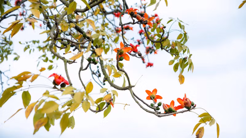 Les fleurs de kapok, également connues sous le nom Moc mien, ont 5 grands pétales rouge vif, avec des tiges jaunes, associées à des images de la campagne, des rivières et des portes du village.