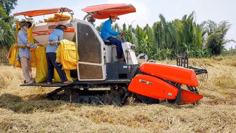 Récolte de riz dans la province de Soc Trang. Photo : NDEL