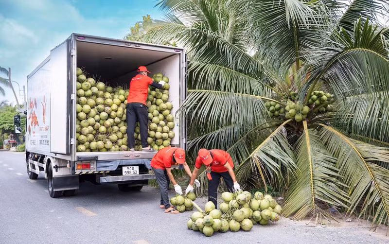 Des ouvriers chargent des noix de coco sur un camion pour les exporter vers les États-Unis. Photo : vnexpress.net