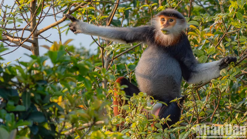 Le douc à pattes rouges est un singe mangeur de feuilles, mais il mange parfois des fruits ou des graines selon la saison.