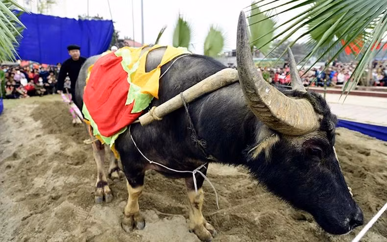 Cérémonie de labourage lors de la Fête de Lông Tông. Photo : NDEL.