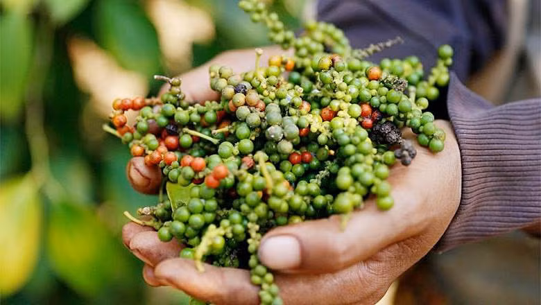 Fin 2024, la superficie consacrée au poivre au Vietnam atteignait 110 500 hectares, avec un rendement moyen de 26 quintaux par hectare. Photo : congthuong.vn