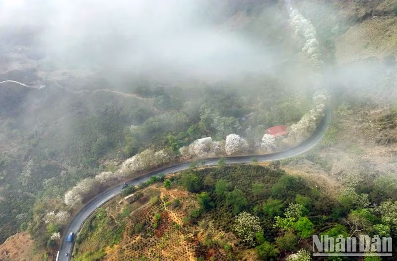 Paysages féeriques sur les routes du Nord-Ouest lors de la saison des fleurs de bauhinia. Photo : NDEL