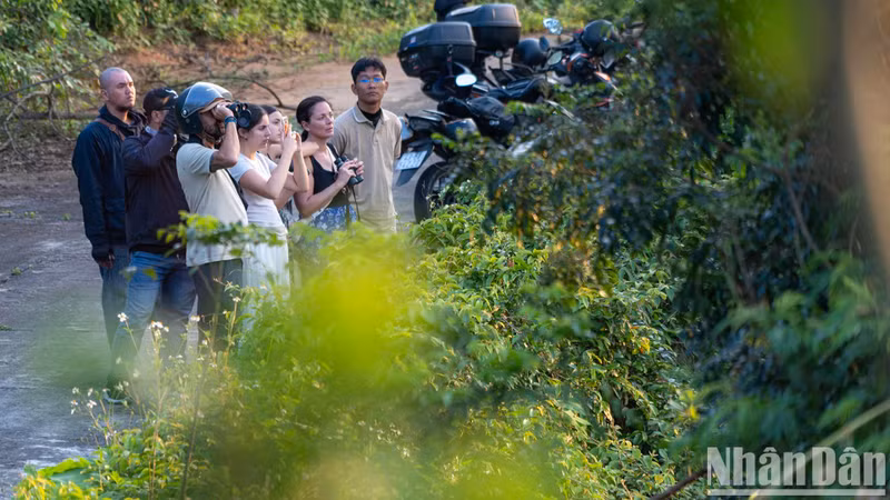 Les touristes aiment observer le troupeau de doucs sur la péninsule de Son Tra.