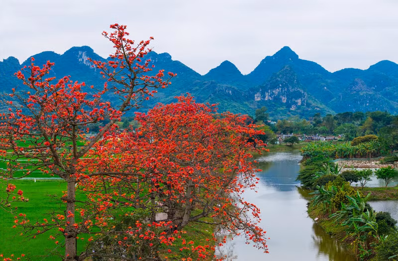 Située sur les rives de la rivière Day, à 45 km du centre de la capitale Hanoi, la commune d'An My est considérée comme « l'un des plus beaux endroits pour prendre des photos des fleurs de kapokier rouge à Hanoi ». De part et d'autre de la route du village sont plantés de nombreux kapokiers qui fleurissent simultanément fin mars.