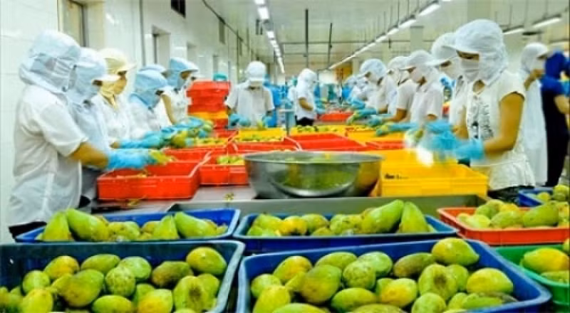 Le Vietnam, acteur clé du marché américain des fruits transformés. Photo d'illustration/VGP.