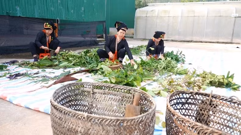 Les Dao à Dai Son, Van Yên (Yên Bai) préparent des herbes médicinales. Photo : NDEL.
