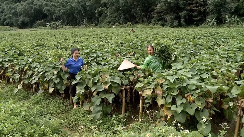 Les cultures de légumes propres de la Coopérative de production de légumes sûrs de Quyêt Chiên assurent un revenu stable aux habitants des régions montagneuses. Photo : NDEL.
