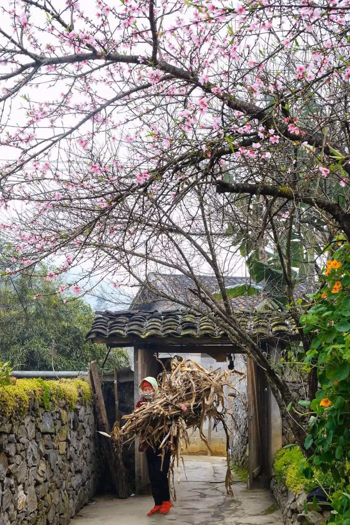 Pêchers, pruniers et poiriers sont généralement plantés dans les jardins des habitants et le long des routes. À l’origine, ces arbres fruitiers n’étaient pas destinés à l’attraction touristique, mais, face à la demande croissante, de nombreuses familles ont étendu leur culture et aménagé des espaces paysagers pour les visiteurs. Photo : Giang Trịnh.