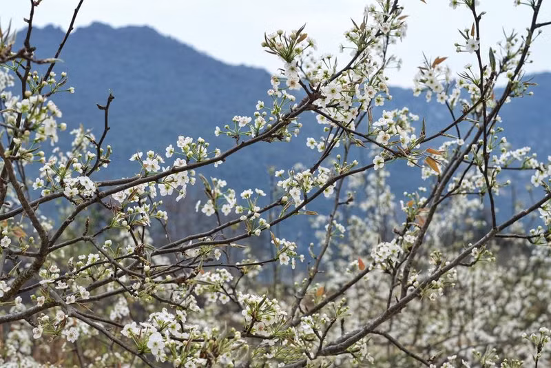 Les poiriers commencent également à fleurir à Lô Lô Chai et dans d’autres localités de Hà Giang. Leurs fleurs blanches aux pétales fins, plus grandes que celles des pruniers, offrent des clichés saisissants sous le soleil. Photo : Giang Trịnh.