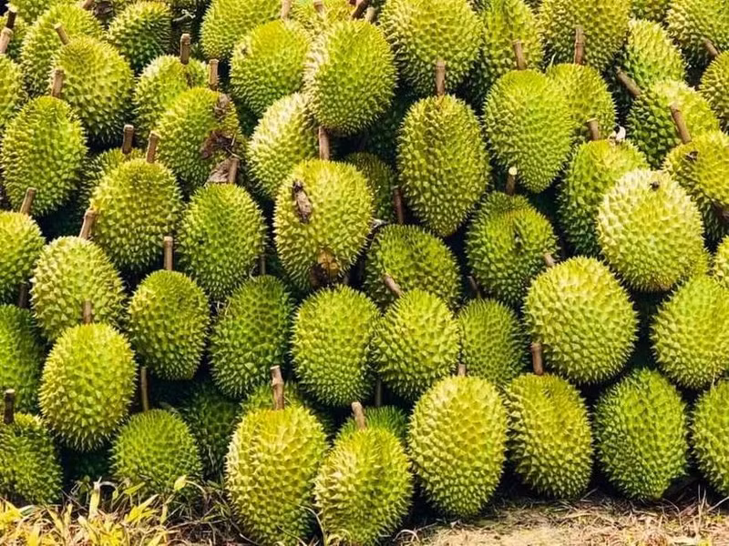 La Chine a officiellement mis à jour et approuvé 829 codes de zones de culture et 131 codes d'installations d'emballage pour le durian vietnamien. Photo : VNA.