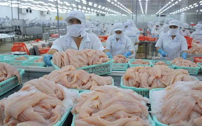 À la fin du troisième trimestre, les filets de poisson tra congelés du Vietnam exportés vers les États-Unis ont augmenté de 19% en volume par rapport à la même période l'an dernier. Photo : congthuong.vn.