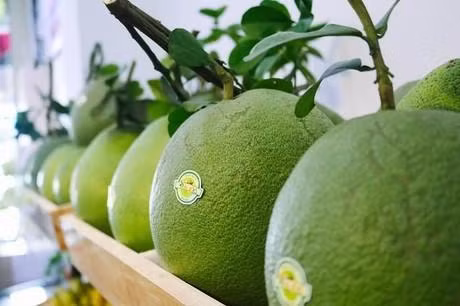 Le pamplemousse est le 7e fruit du Vietnam à être exporté vers le marché américain. Photo : tienphong.vn.