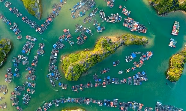  Le village de pêcheurs de Cat Beo dans la baie de Lan Ha. Photo : Pham Huy Trung. 
