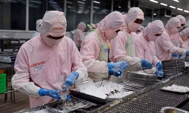 Tranformation de crevettes pour l'exportation. Photo : VNA.
