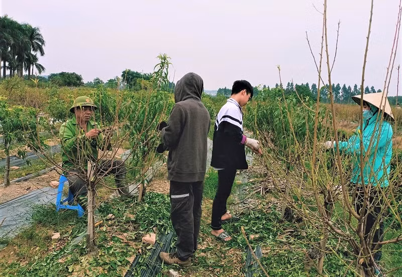 Dans le champ des pêchers de Nguyên Van Tinh. Photo : Minh Minh/NDEL.