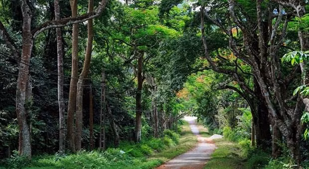 Parc national de Cuc Phuong, à Ninh Binh. Photo: ninhbinh.gov.vn