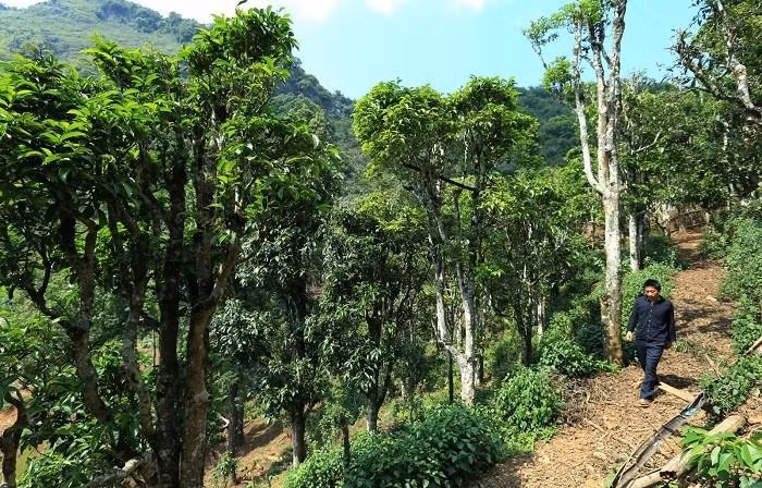 Des anciens théiers Shan Tuyet à Diên Biên. Photo : NDEL